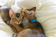Adorable Abyssinian Kittens