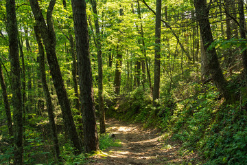 Naklejka na meble Smoky Mountains landscape along the trails.  Smoky Mountains National Park, Tennessee, USA