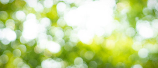 Abstract blurred out of focus and blurred green leaf background under sunlight with bokeh