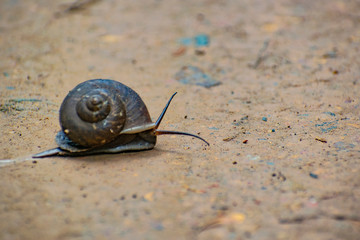 snail on the road