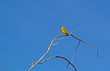 Yellow warbler singing on a branch in Malheur NWR, Oregon
