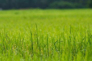 Green rice field in the morning.