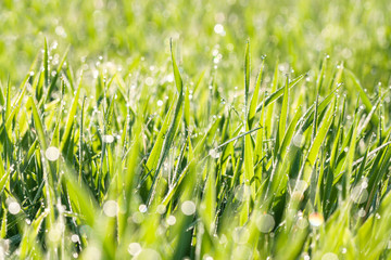 Sticker - spring blurred lawn with grass and dew drops