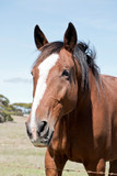 Fototapeta Konie - this is a close up of a brown and white horse