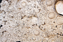 Petrified Fossil Stromatolite