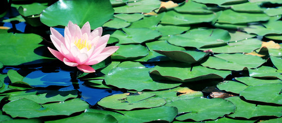 Wall Mural - Beautiful pink lotus flower