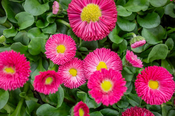 Wall Mural - pink daisy flowers