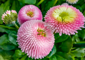 Wall Mural - pink daisy flowers