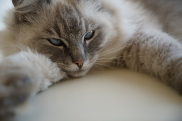 Close up of the face of a cute pretty fluffy adult female lynx point ragdoll cat with blue green eyes laying on a white surface.