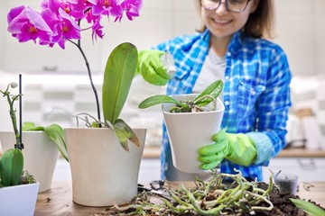 Wall Mural - Flower Phalaenopsis orchid in pot, woman caring transplanting plant