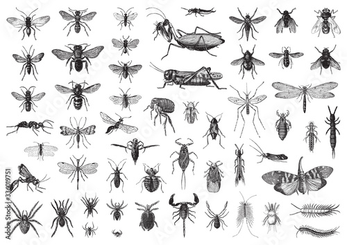 Fotomural Insects biodiversity collection / vintage illustration from Brockhaus Konversati