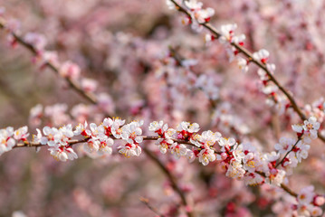 Poster - Blooming cherry tree