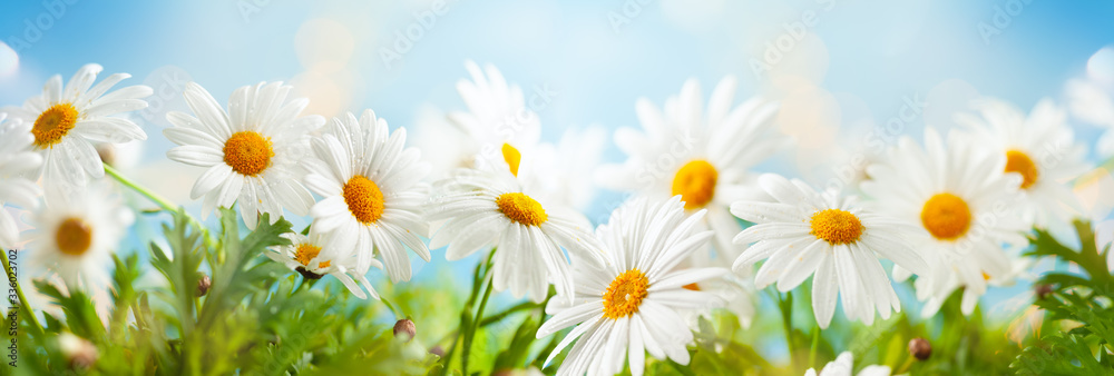 Beautiful chamomile flowers in meadow. Spring or summer nature scene with blooming daisy in sun flares. - obrazy, fototapety, plakaty 