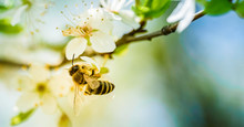 Close-up Photo Of A Honey Bee Gathering Nectar And Spreading Pollen On White Flowers Of White Cherry Tree.