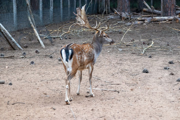 captive deer in the Circeo national park. Lazio, Italy