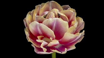 Wall Mural - Beautiful pink striped colorful tulip flower blooming on black background with alpha channel. Timelapse. 4K