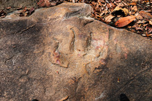 Dinosaur Footprints At Phu Wiang In Wiang Kao District, Khon Kaen, Thailand