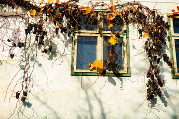 Wall Mural - window of a house that is vine