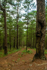 Fototapeta path in the woods da nang, vietnam, asia