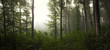 green forest panorama, lush vegetation in natural woods