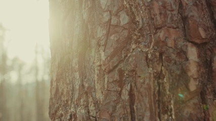 View of tree trunk of brown wood in forest environment landscape textured detail park dark branch sunshine grung beautiful light close up slow motion