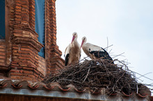 Storks Posing On Top Of A Church