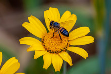 A Bee On The Yellow Daisy