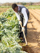 © JackF - Man hoeing artichoke plantation