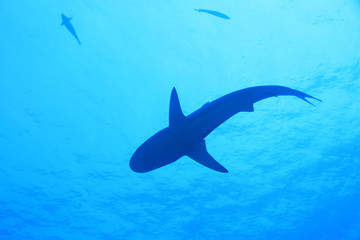 Wall Mural - Grey reef shark