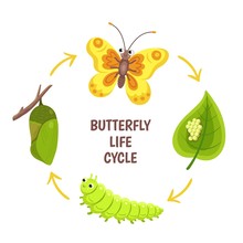 Butterfly Life Cycle. Insect Emergence, Transformation Or Metamorphosis. Caterpillar Development Stages. Biology Cycle Vector Illustration. Insect And Butterfly, Larva And Pupa Development