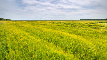 Fotomurales - Scenic view of Wheat Field and bright blue sky with cumulus and cirrus. Rural summer Landscape. Beauty nature, Agriculture and seasonal Harvest time. Cultivation cereals. Agribusiness.