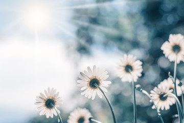 Wall Mural - chamomile flowers in the sunlight. beautiful summer and spring floral background. selective focus.