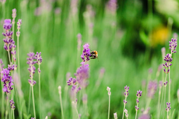 hummel in lavendel 2