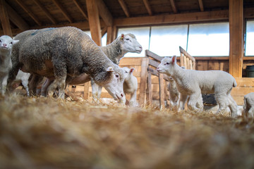 Wall Mural - Flock of sheep and lambs in group eating at the farm.