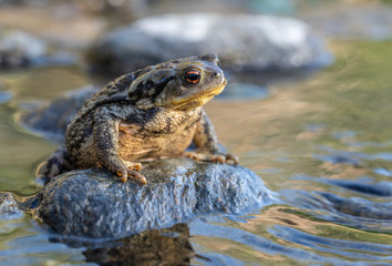 Common Toad (Bufo spinosus) resting on a rock in the river.