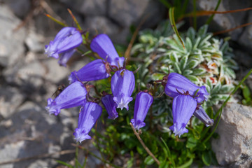 campanilla de Zois (Campanula zoysii). Alpes Julianos, Parque Nacional del Triglav, Eslovenia, Europa