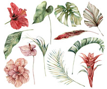 Watercolor Tropical Set With Flowers And Leaves. Hand Painted Hibiscus, Monstera, Anthurium, Guzmania And Palm Twigs Isolated On White Background. Floral Illustration For Design, Print, Background.