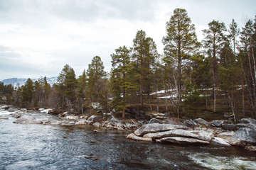 Wall Mural - mountain river on background of rocks and forest. forest river water landscape. wild river in mounta