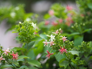 Wall Mural - Rangoon Creeper, Chinese honey Suckle, Drunen sailor, Combretum indicum DeFilipps name pink and white flower blooming in garden on blurred of nature background