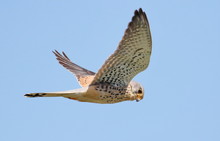 Common Kestrel In Flight, Falco Tinnunculus