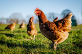 Huhn oder Henne auf einer grünen Wiese. Selektive Schärfe. Im Hintergrund mehrere Hühner unscharf
