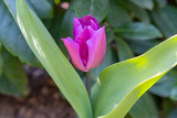Fototapeta Tulipany - Blühende Tulpe