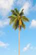 Green tropical palm tree on the blue sky