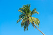Green palm tree on clean blue sky
