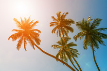 Tropical Green Palm Trees On Bright Sunny Sky