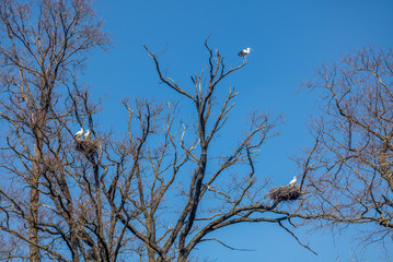 Wall Mural - A bill of storks settling in Switzerland during spring