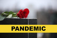 Red Rose On Black Granite Tombstone Outdoors. Outbreak Of Pandemic Disease