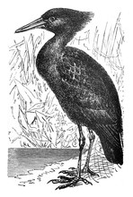 Hamerkop Bird (Scopus Umbretta) / Antique Engraved Illustration From Brockhaus Konversations-Lexikon 1908