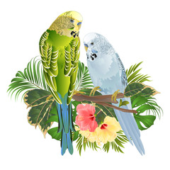 Birds Budgerigars, home pets ,gren and blue pets parakeets  on a branch bouquet with tropical flowers hibiscus, palm,philodendron on a white background vintage vector illustration editable hand draw