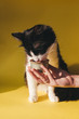 Cropped view of young woman giving Siberian cat pet food in can on yellow wall